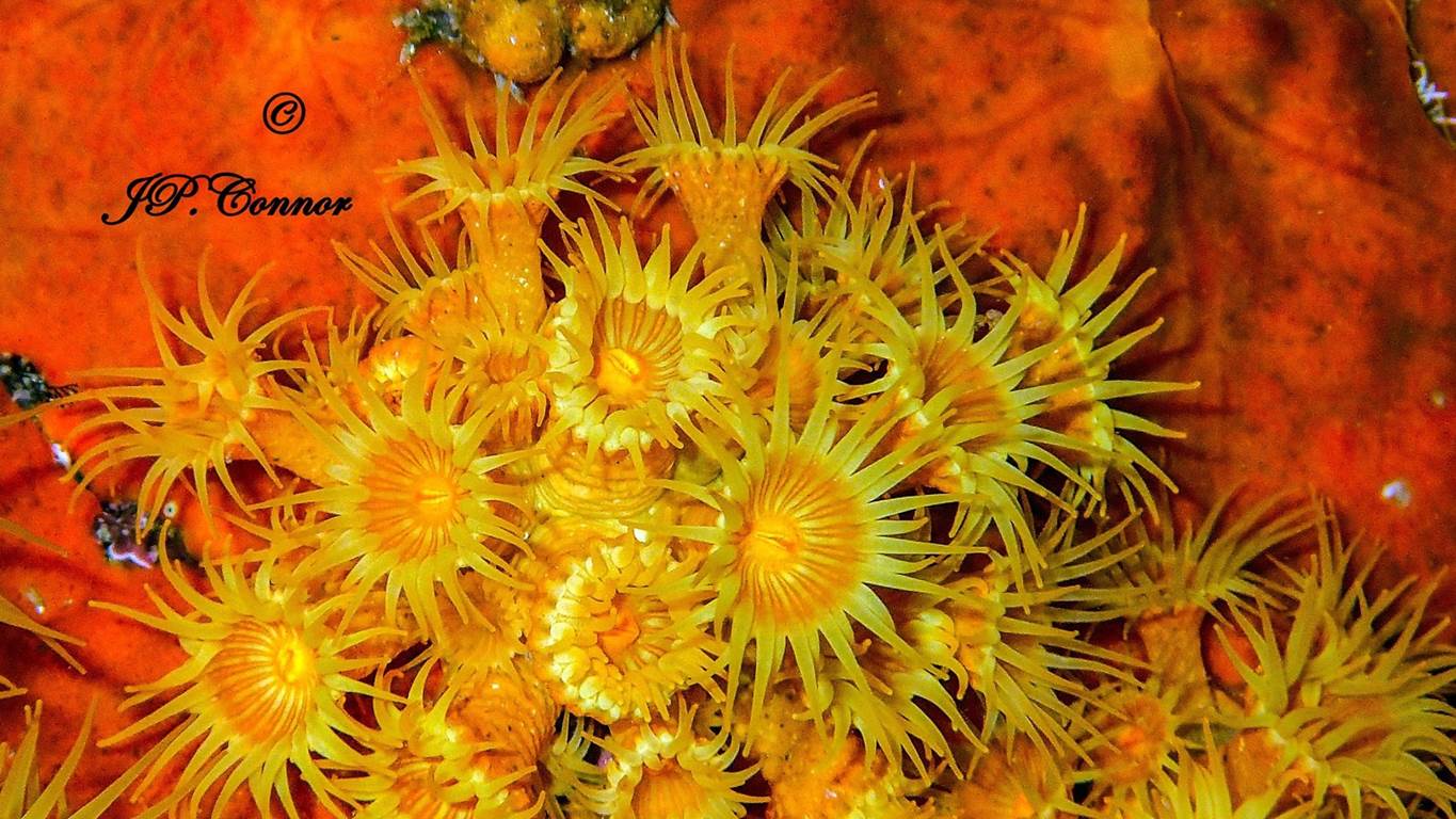 parazoanthus -axinellae
