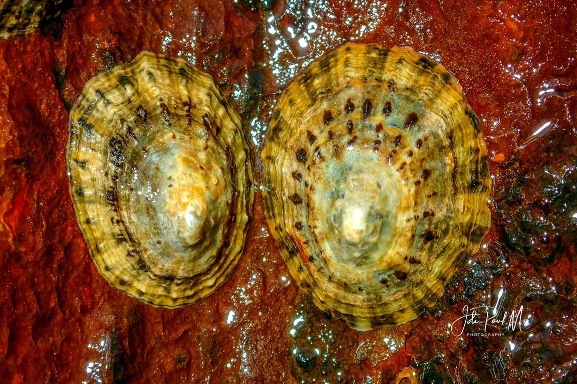 PATELLE