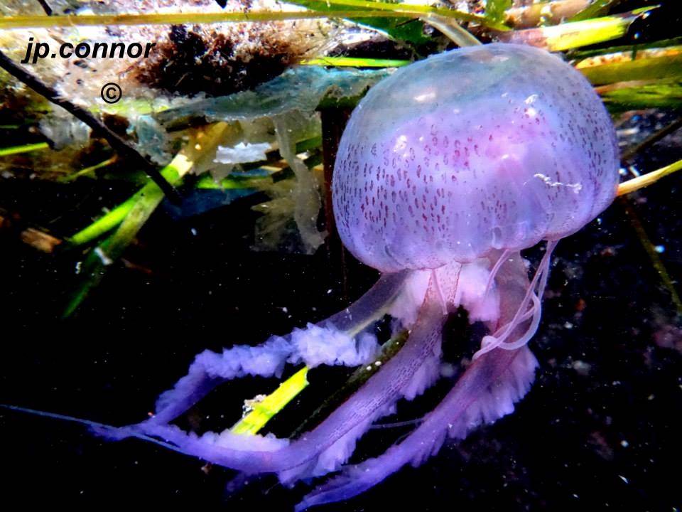 pelagia -noctiluca -1