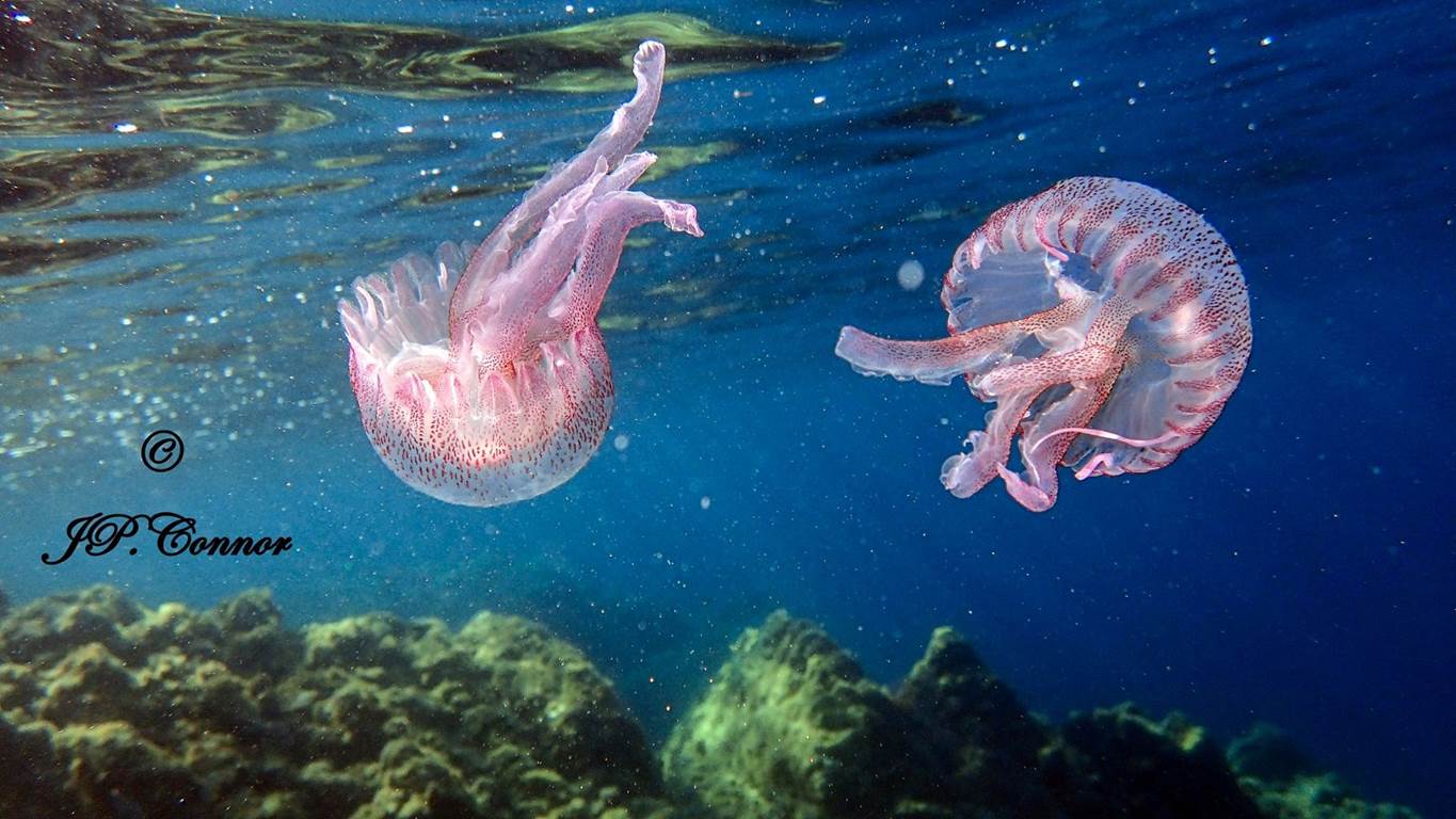 pelagia -noctiluca -2-2