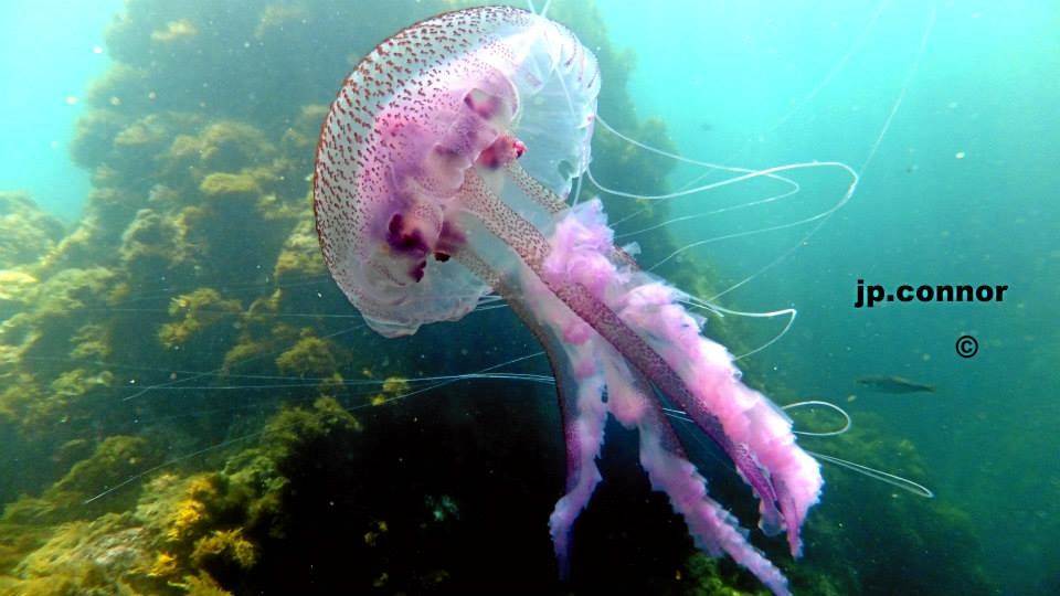 pelagia -noctiluca -2