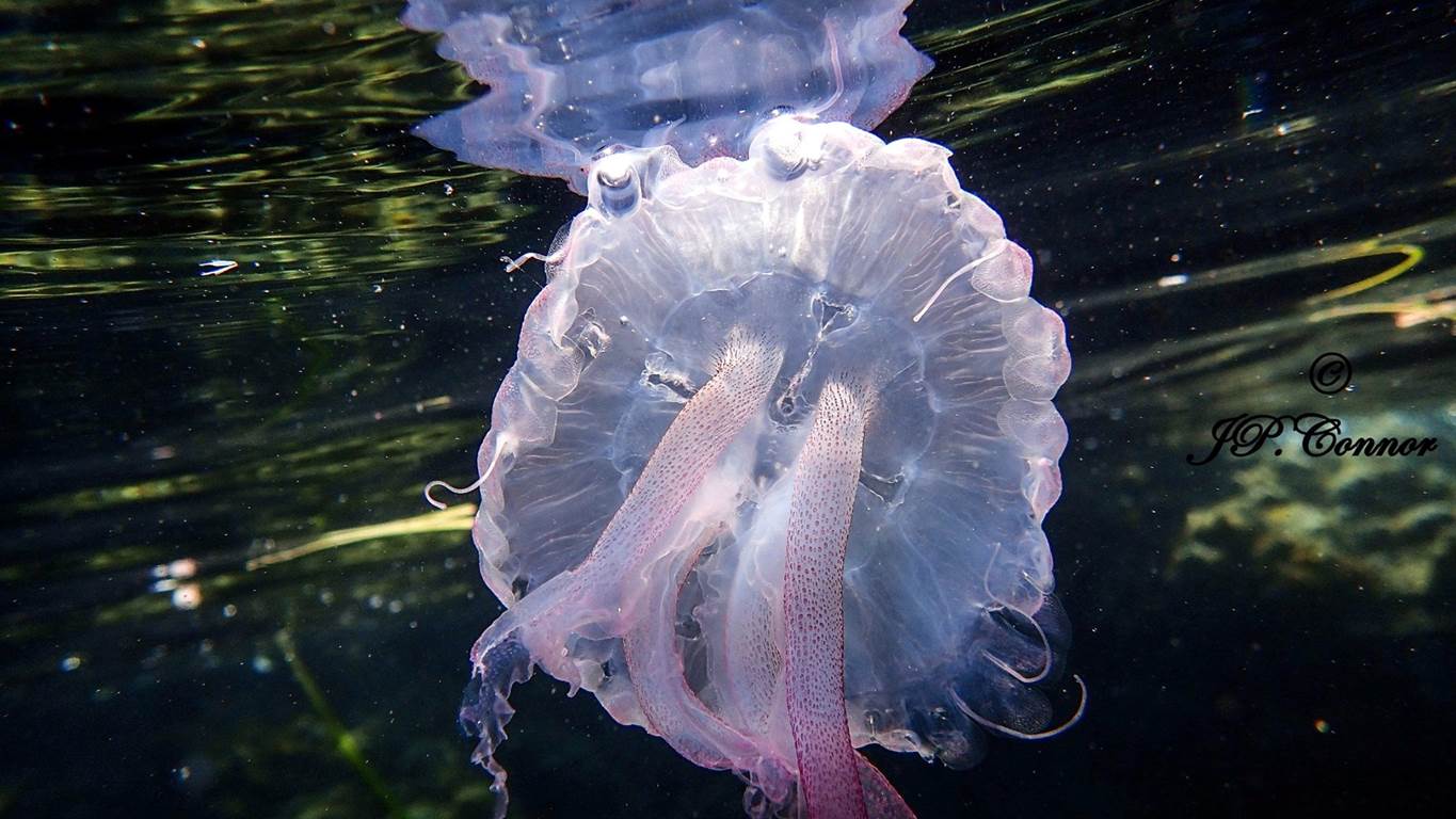 pelagia -noctiluca -3