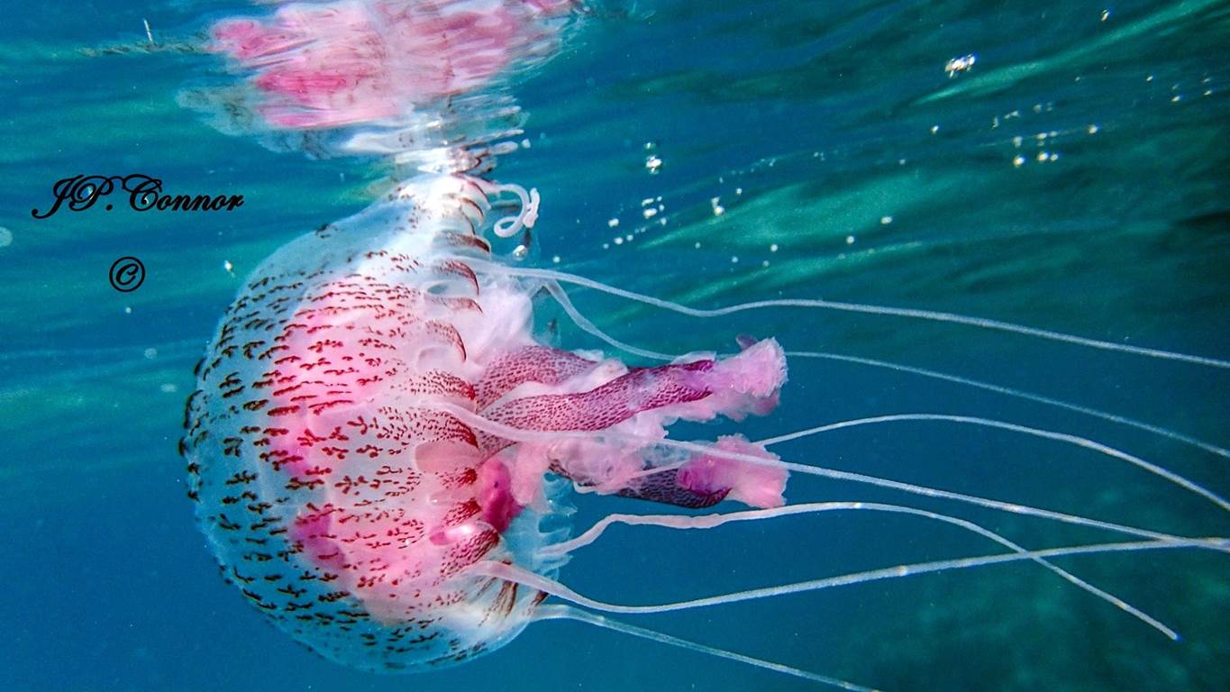 pelagia -noctiluca -4