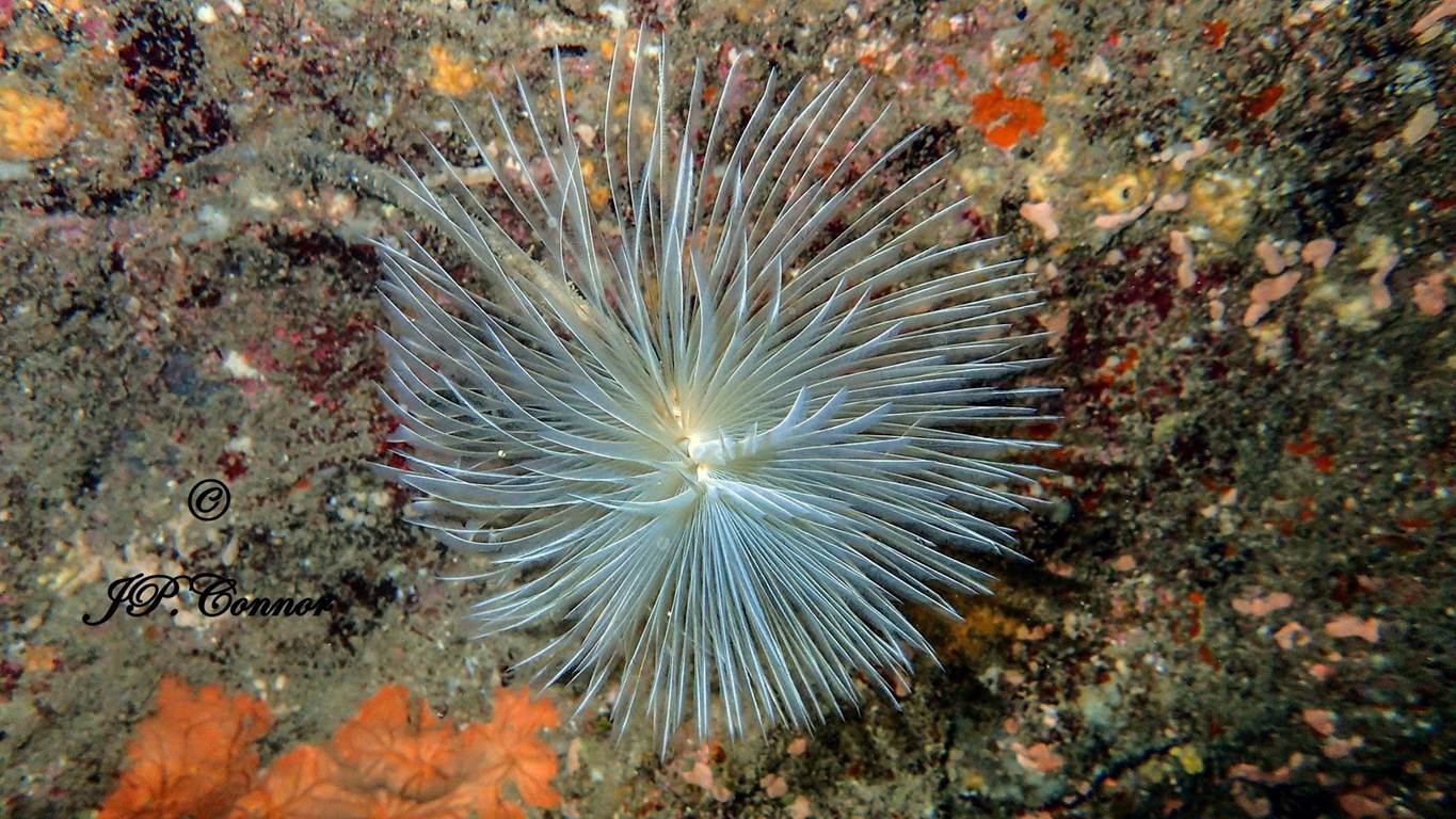 sabella -spallanzanii -3