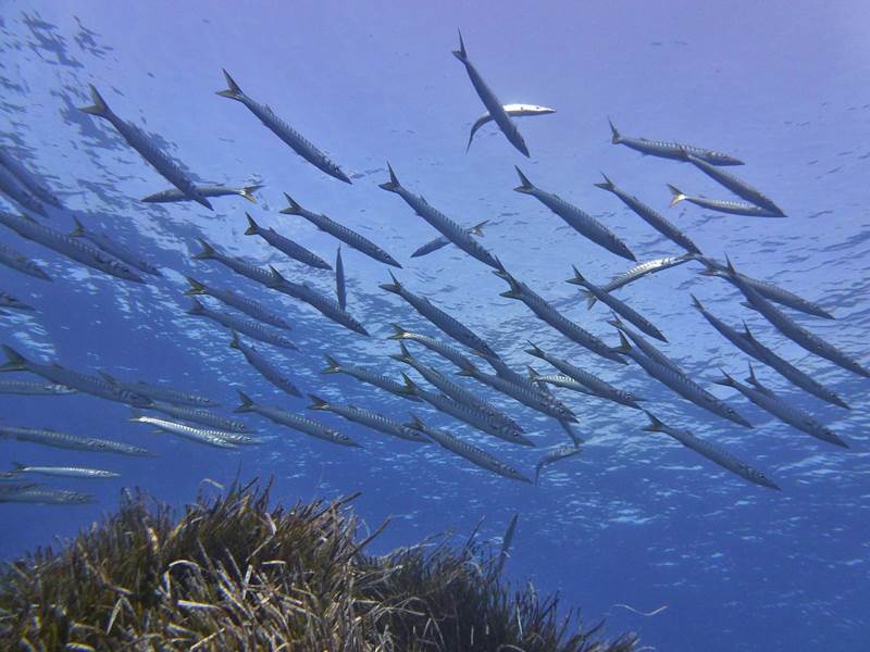 salgar -diving -menorca