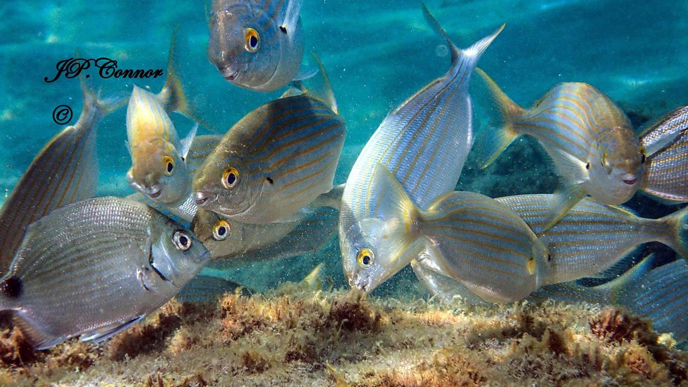 sarpa -salpa -2