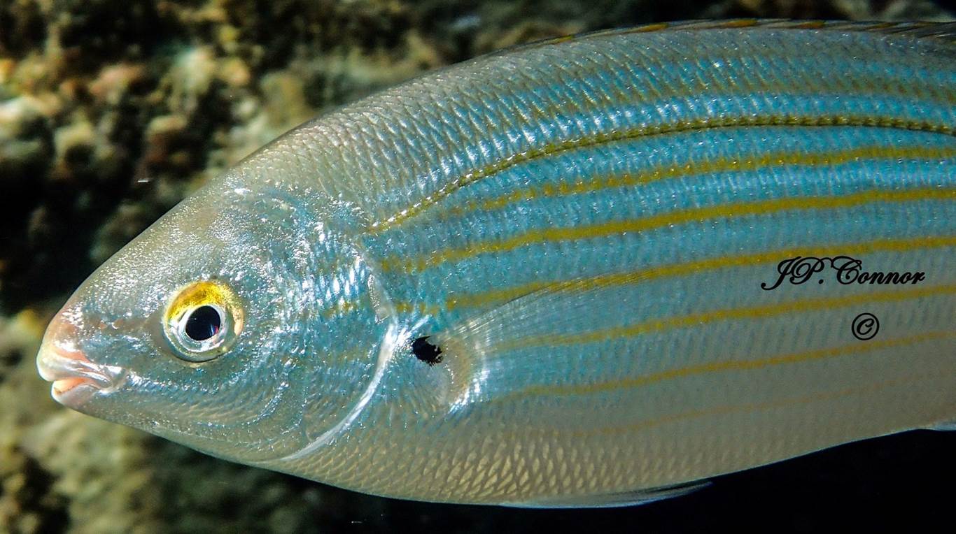 sarpa -salpa -3