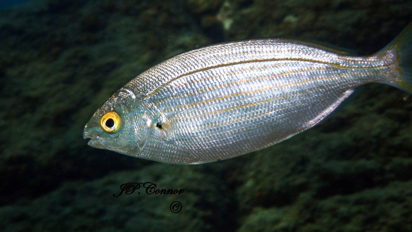 sarpa -salpa -4