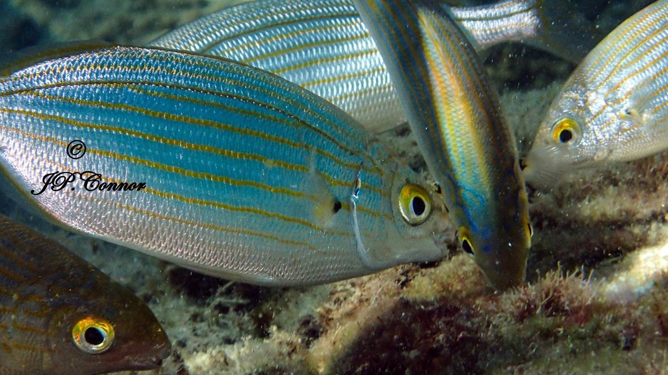 sarpa -salpa -5