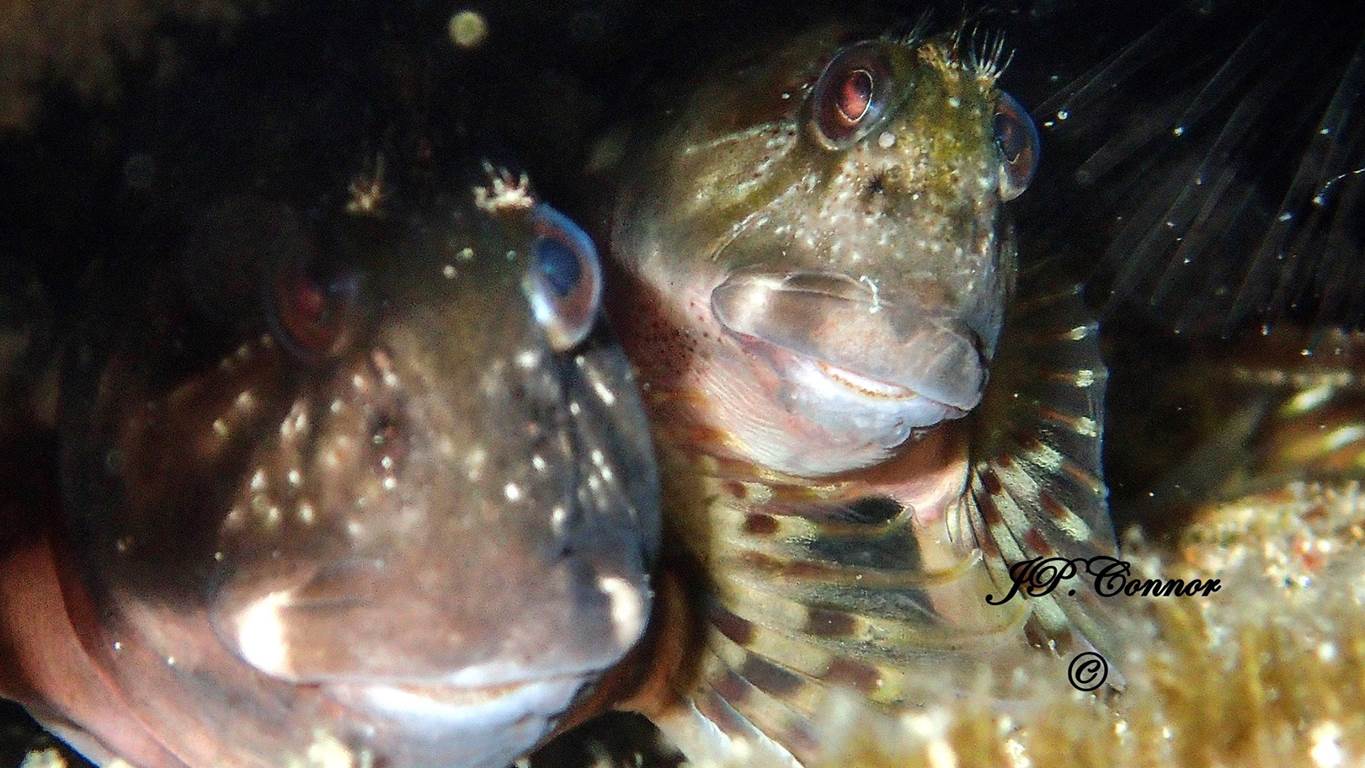 scartella -cristata -1