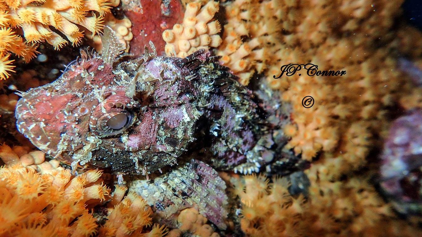scorpaena -notata -3