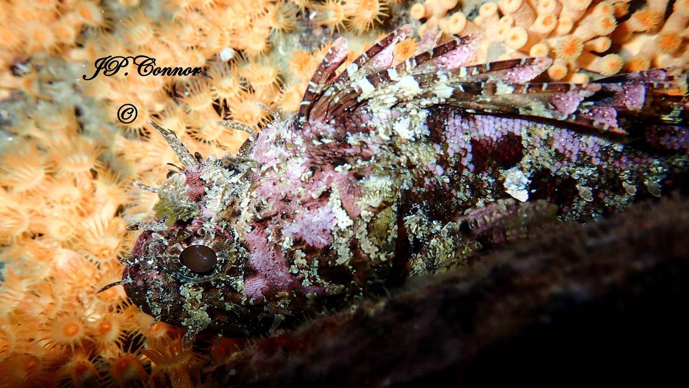 scorpaena -notata -4