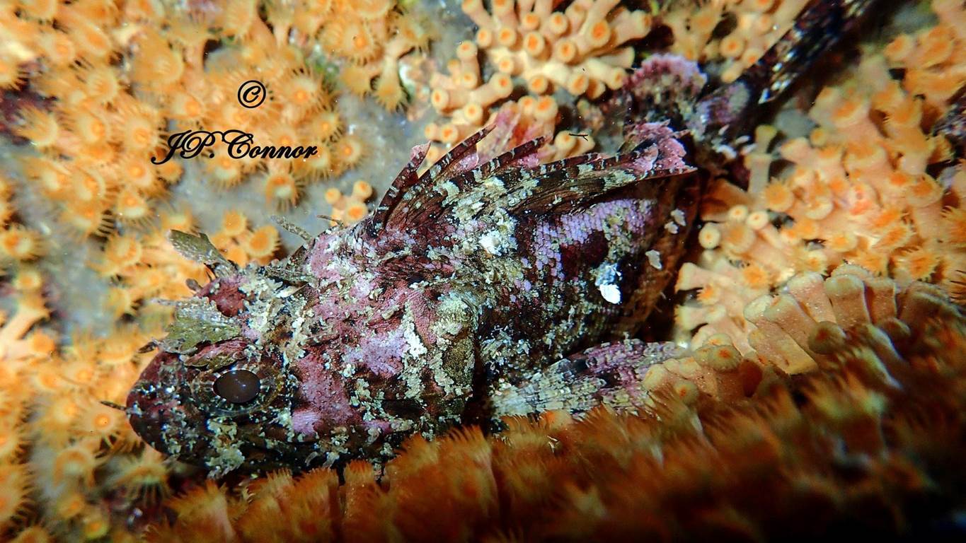 scorpaena -notata -5