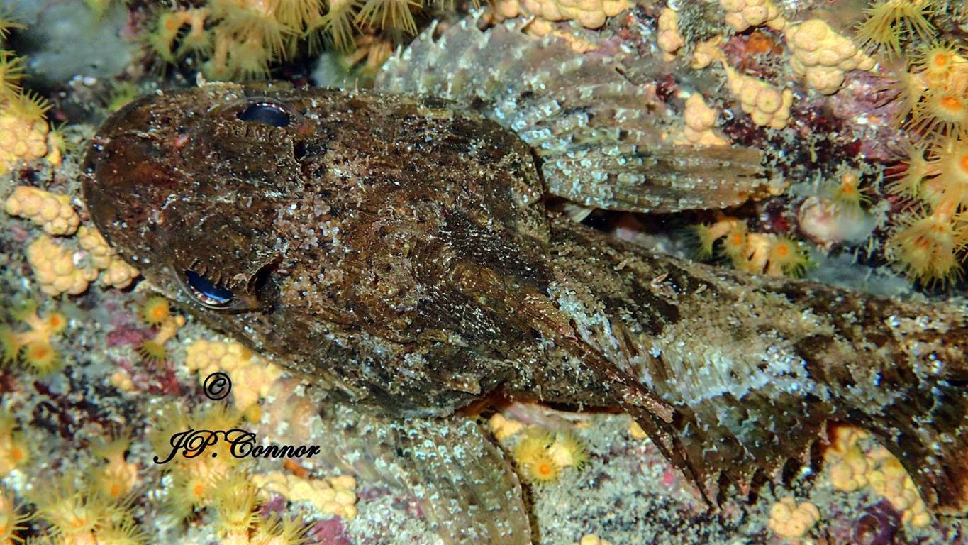 scorpaena -porcus -1