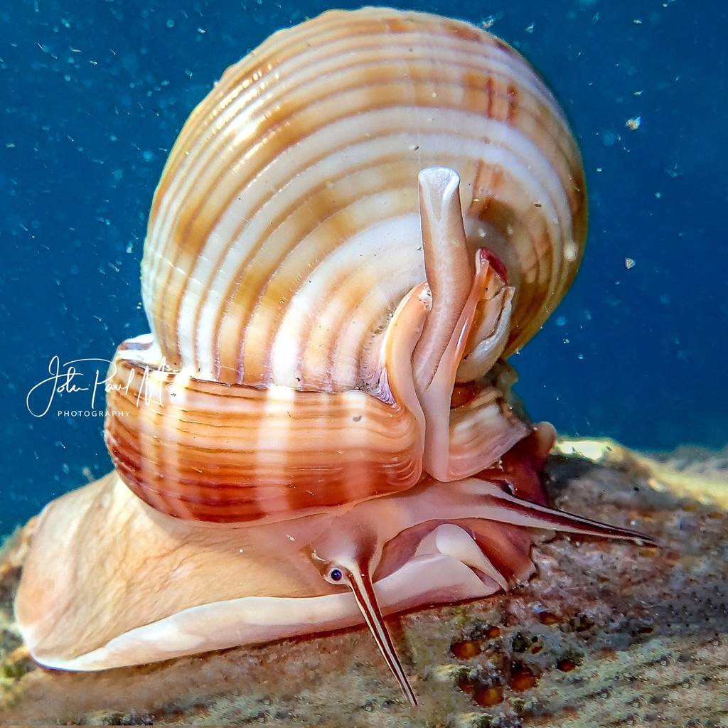 SEMICASSIS GRANULATA