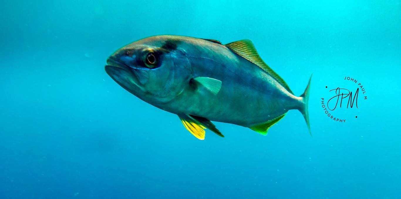 SERIOLA DUMERILI