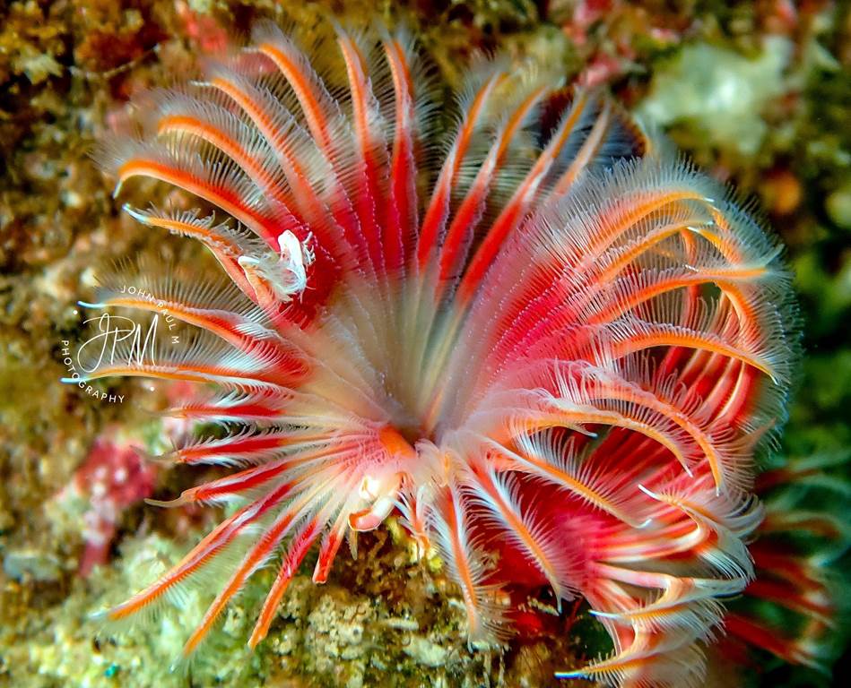SERPULA VERMICULARIS