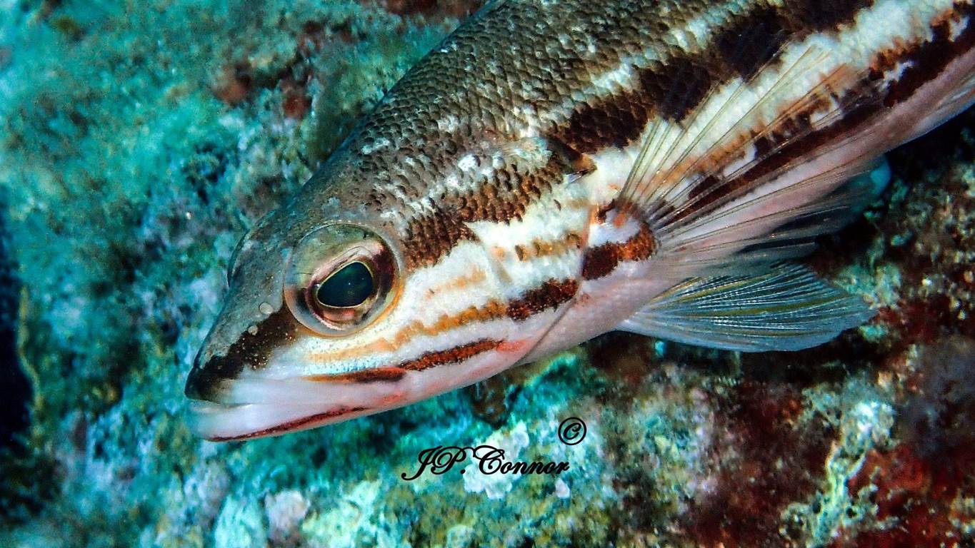 serranus -cabrilla -2