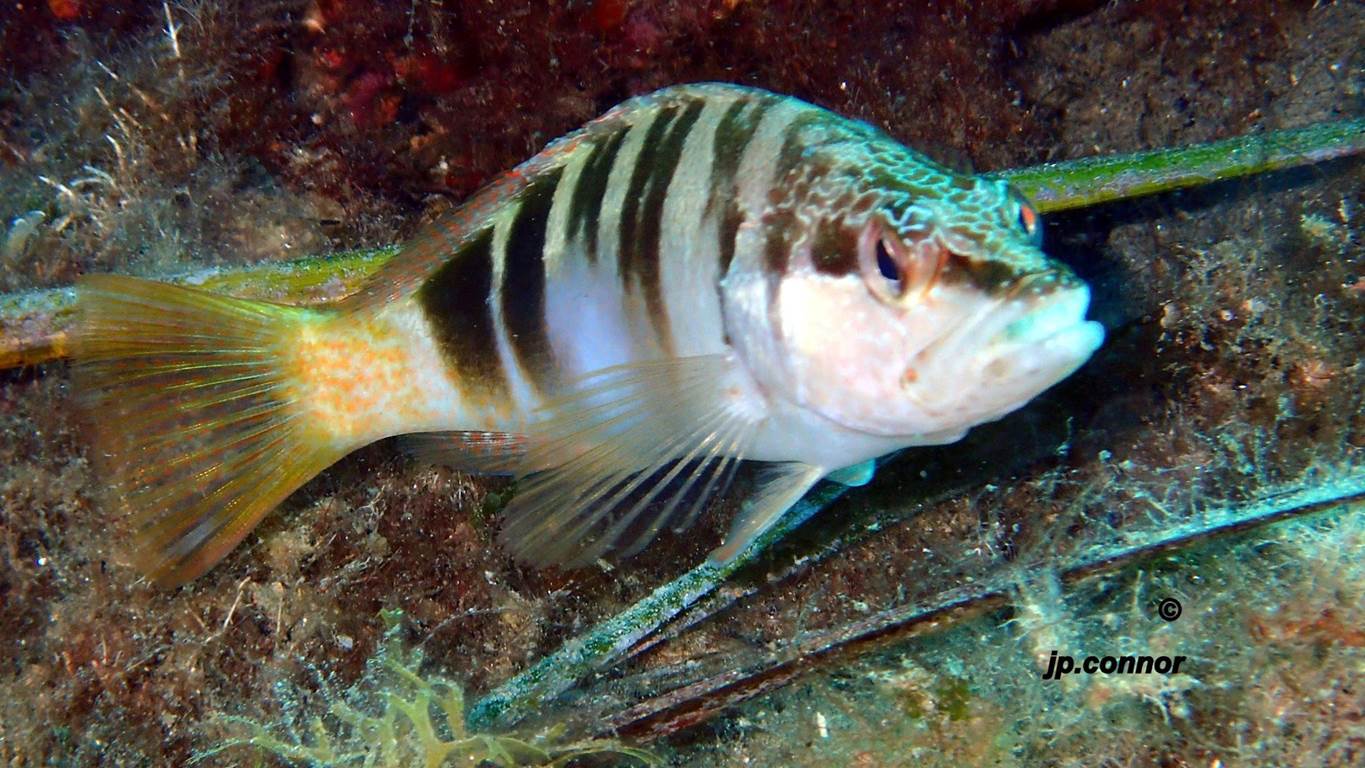 serranus -scriba -1-2
