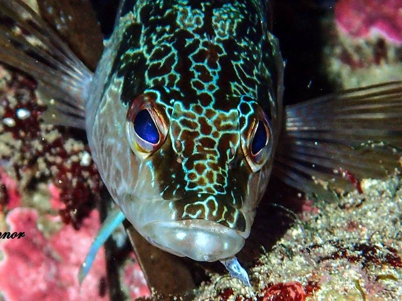 serranus -scriba -1