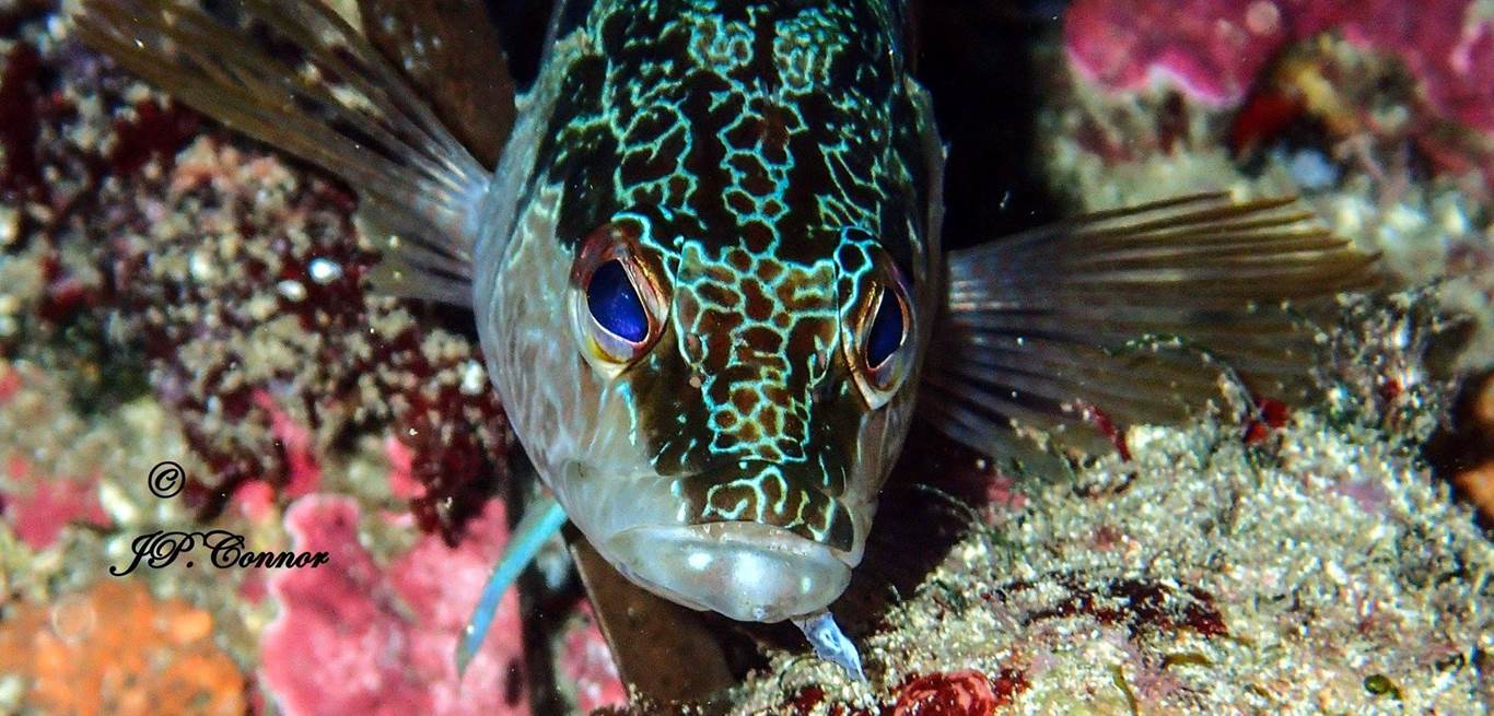 serranus -scriba -1