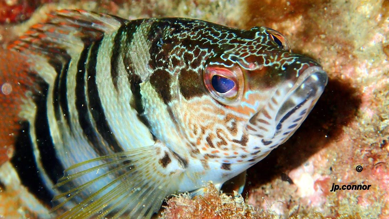 serranus -scriba -2