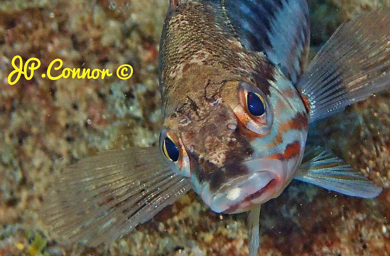 Serranus cabrilla 5. Meillon