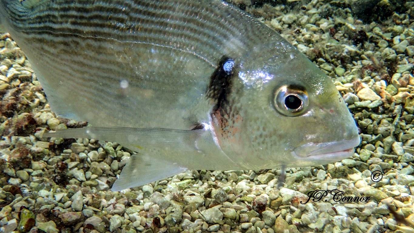 sparus -aurata -6