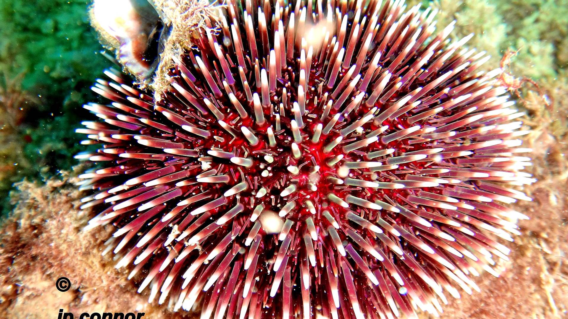 sphaerechinus -granularis -2