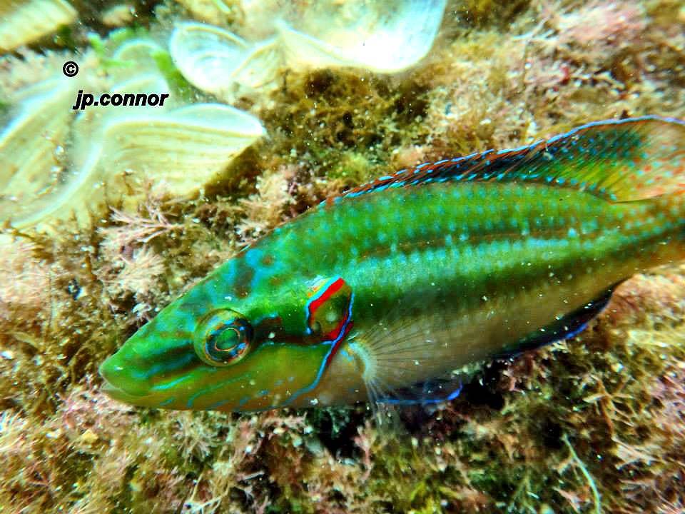 symphodus -ocellatus -1