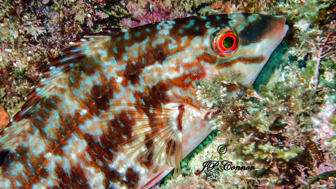 symphodus -roissali -1