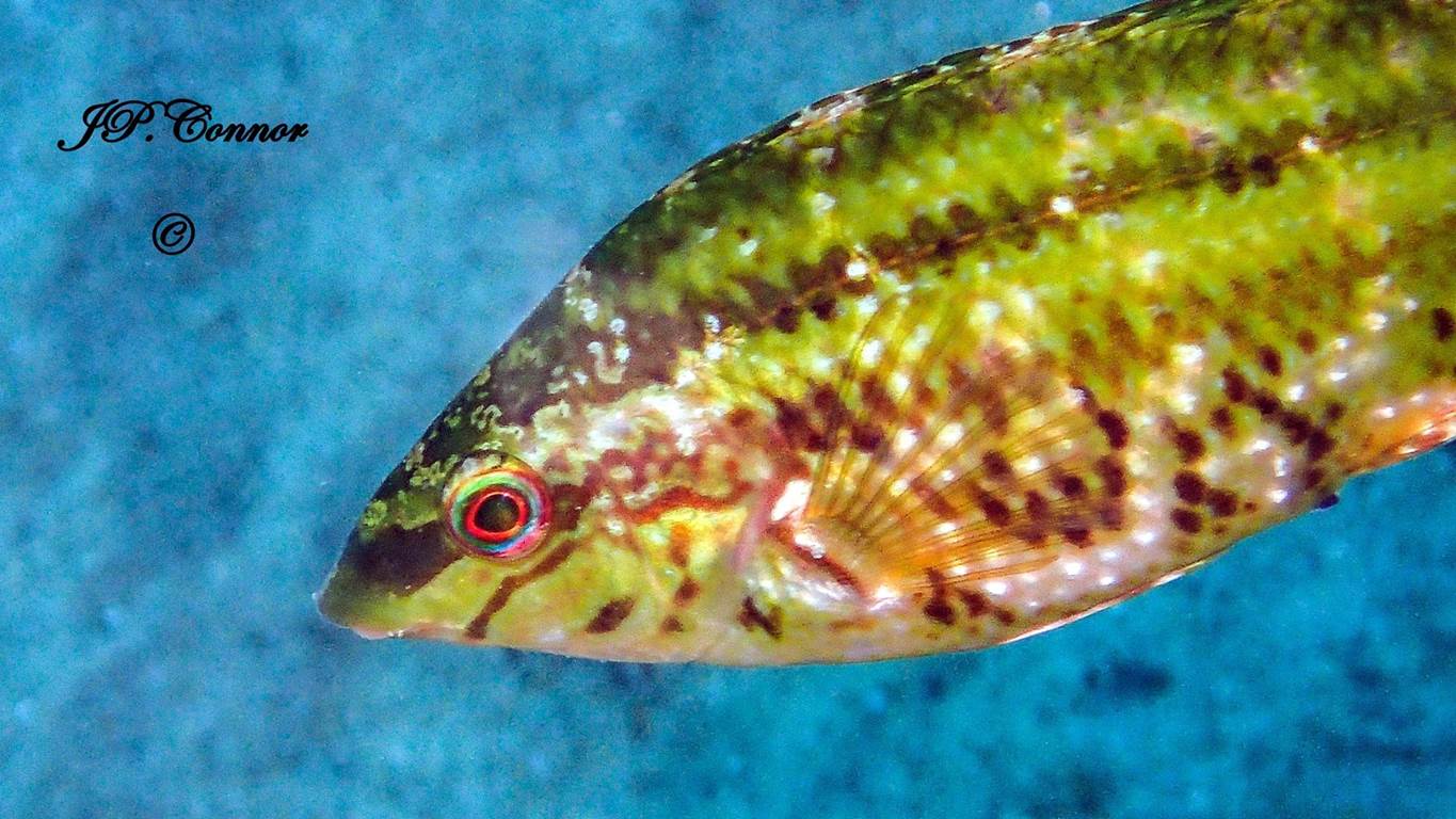 symphodus -roissali -2