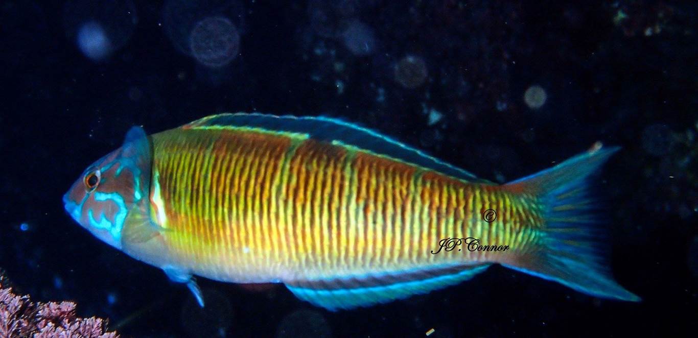 thalassoma -pavo