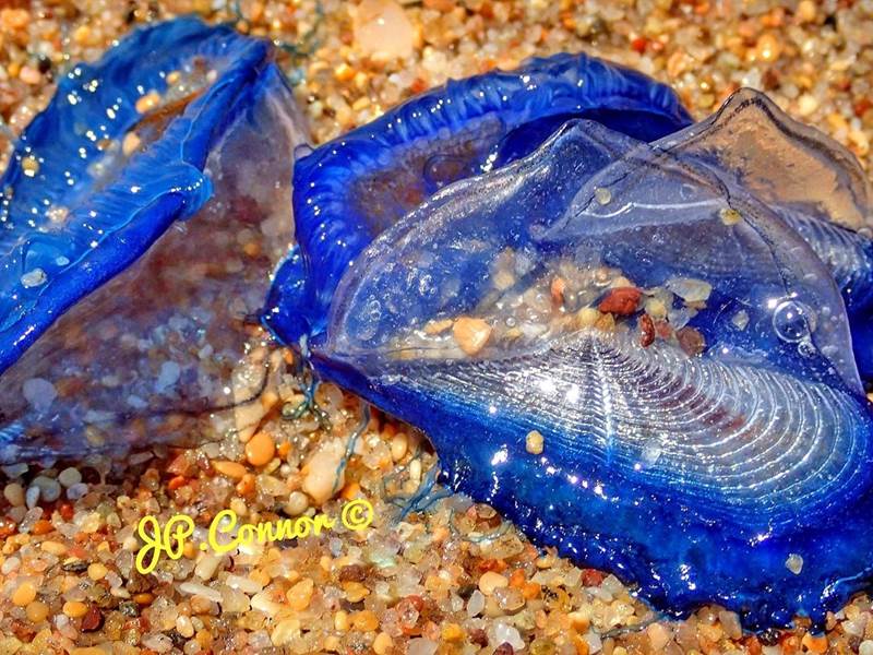 velella -velella