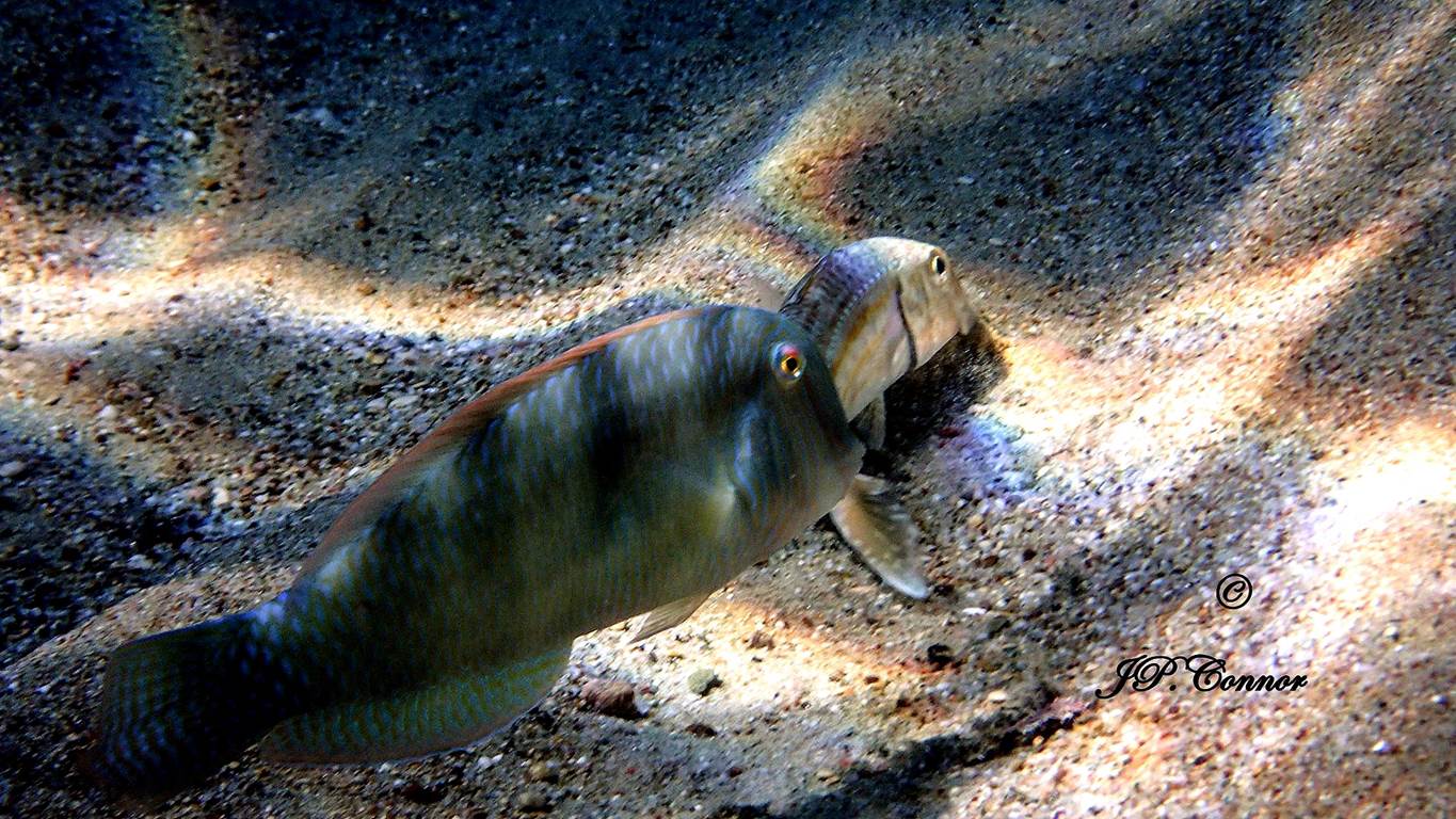 xyrichtys -novacula -and -mullus -surmuletus