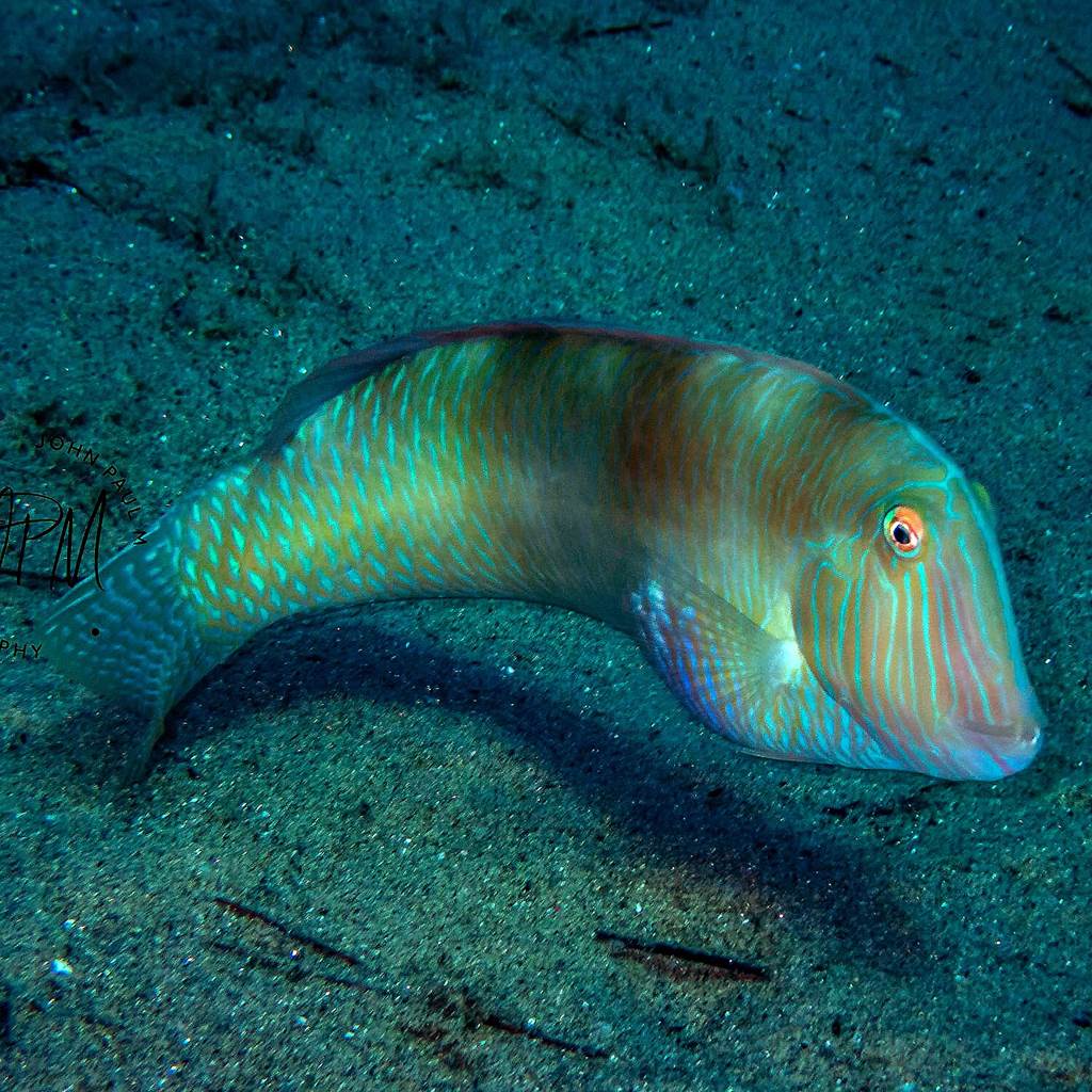 Xyrichtys novacula 3. Meillon